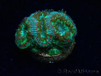 WYSIWYG Micromussa lordhowensis (formerly Acanthastrea)