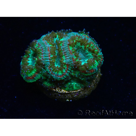 WYSIWYG Micromussa lordhowensis (ex Acanthastrea)