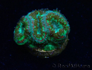 WYSIWYG Micromussa lordhowensis (formerly Acanthastrea)