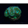 WYSIWYG Micromussa lordhowensis INDO (ex Acanthastrea) 25B10
