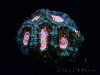 WYSIWYG Micromussa lordhowensis (ehemals Acanthastrea)