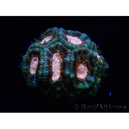 WYSIWYG Micromussa lordhowensis (ex Acanthastrea)
