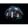 WYSIWYG Micromussa lordhowensis INDO (ex Acanthastrea) 25C1