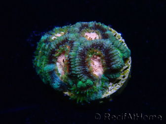 WYSIWYG Micromussa lordhowensis (antes Acanthastrea)