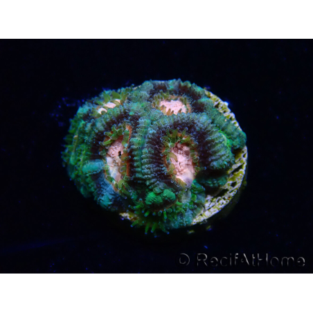 WYSIWYG Micromussa lordhowensis (formerly Acanthastrea)