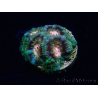WYSIWYG Micromussa lordhowensis (antes Acanthastrea)