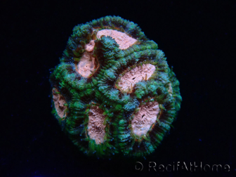 WYSIWYG Micromussa lordhowensis (ehemals Acanthastrea)