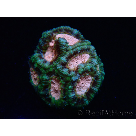 WYSIWYG Micromussa lordhowensis (ex Acanthastrea)