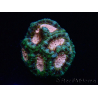 WYSIWYG Micromussa lordhowensis (ehemals Acanthastrea)