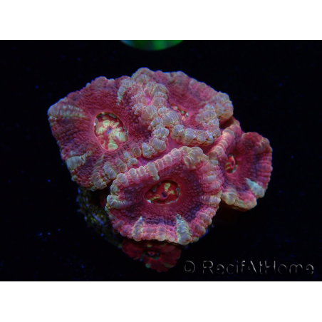 WYSIWYG Micromussa lordhowensis (ehemals Acanthastrea)