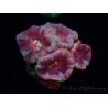 WYSIWYG Micromussa lordhowensis (ehemals Acanthastrea)