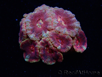 WYSIWYG Micromussa lordhowensis (antes Acanthastrea)