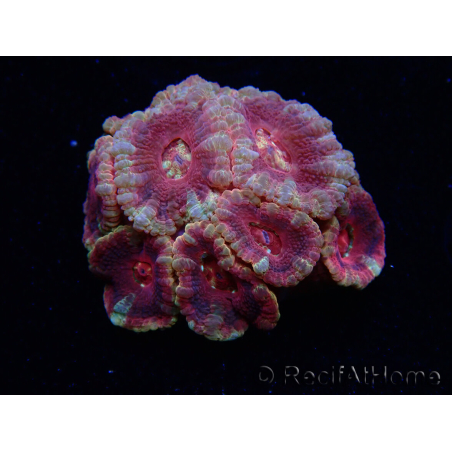 WYSIWYG Micromussa lordhowensis (formerly Acanthastrea)