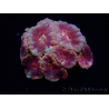 WYSIWYG Micromussa lordhowensis (antes Acanthastrea)