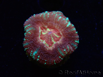 WYSIWYG Micromussa lordhowensis (antes Acanthastrea)