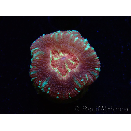 WYSIWYG Micromussa lordhowensis (ex Acanthastrea)