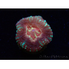 WYSIWYG Micromussa lordhowensis (antes Acanthastrea)