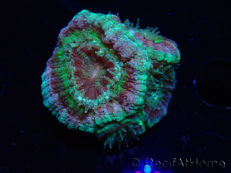 WYSIWYG Micromussa lordhowensis (ehemals Acanthastrea)
