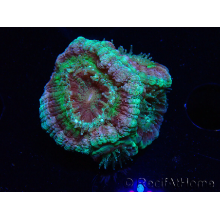 WYSIWYG Micromussa lordhowensis (ex Acanthastrea)