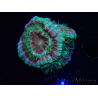 WYSIWYG Micromussa lordhowensis (antes Acanthastrea)