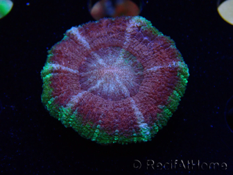 WYSIWYG Micromussa lordhowensis (ehemals Acanthastrea)