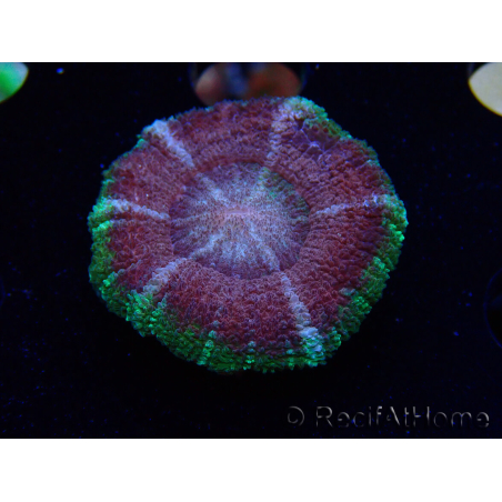 WYSIWYG Micromussa lordhowensis (formerly Acanthastrea)