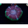 WYSIWYG Micromussa lordhowensis (ehemals Acanthastrea)