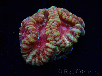 WYSIWYG Micromussa lordhowensis (antes Acanthastrea)