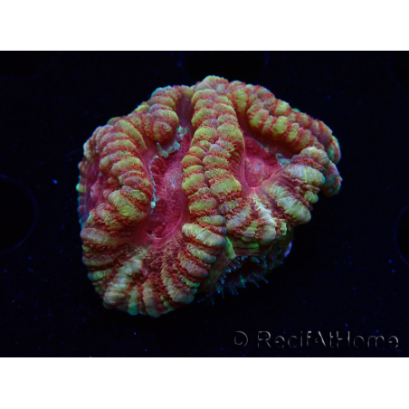 WYSIWYG Micromussa lordhowensis (ex Acanthastrea)