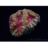 WYSIWYG Micromussa lordhowensis (ehemals Acanthastrea)