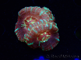 WYSIWYG Micromussa lordhowensis (antes Acanthastrea)