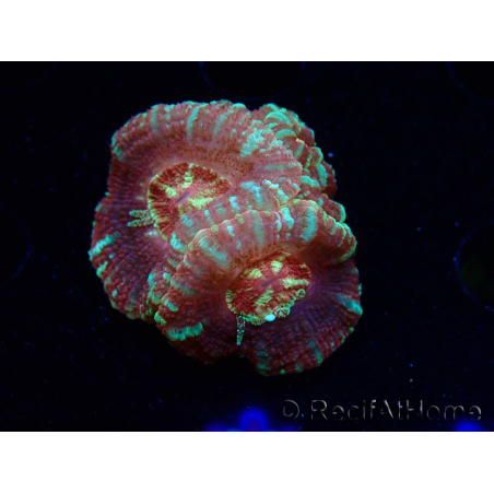 WYSIWYG Micromussa lordhowensis (ehemals Acanthastrea)