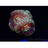 WYSIWYG Micromussa lordhowensis (antes Acanthastrea)