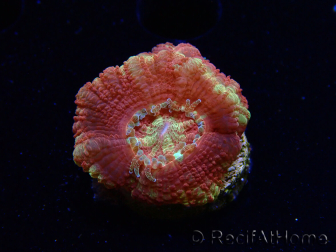 WYSIWYG Micromussa lordhowensis INDO (ex Acanthastrea) 25E4