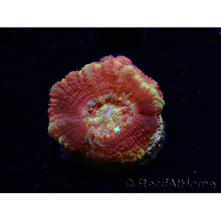 WYSIWYG Micromussa lordhowensis (ex Acanthastrea)