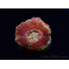 WYSIWYG Micromussa lordhowensis INDO (ex Acanthastrea) 25E4