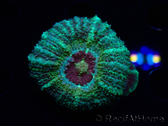 WYSIWYG Micromussa lordhowensis INDO (ex Acanthastrea) 25E7