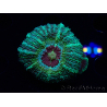 WYSIWYG Micromussa lordhowensis INDO (ex Acanthastrea) 25E7