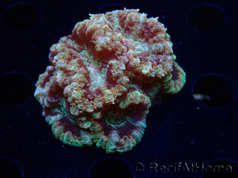 WYSIWYG Micromussa lordhowensis INDO (ex Acanthastrea) 25F2