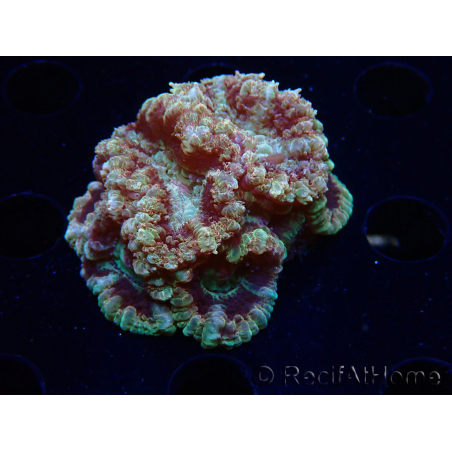WYSIWYG Micromussa lordhowensis INDO (ex Acanthastrea) 25F2