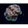 WYSIWYG Micromussa lordhowensis (antes Acanthastrea)