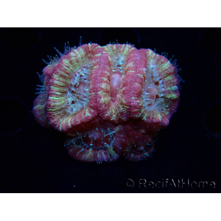 WYSIWYG Micromussa lordhowensis (antes Acanthastrea)