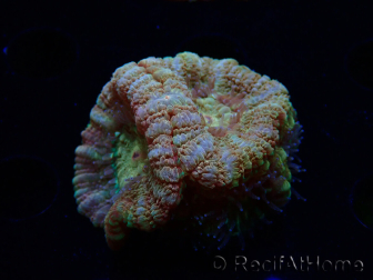 WYSIWYG Micromussa lordhowensis (ehemals Acanthastrea)