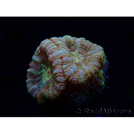 WYSIWYG Micromussa lordhowensis (formerly Acanthastrea)