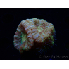 WYSIWYG Micromussa lordhowensis INDO (ex Acanthastrea) 25F5