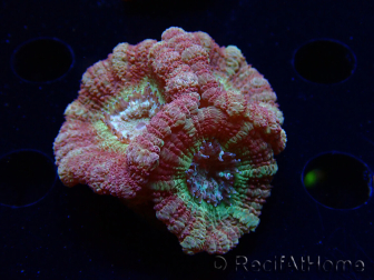 WYSIWYG Micromussa lordhowensis (antes Acanthastrea)