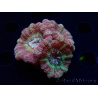 WYSIWYG Micromussa lordhowensis (antes Acanthastrea)