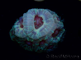 WYSIWYG Micromussa lordhowensis INDO (ex Acanthastrea) 25F8