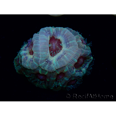 WYSIWYG Micromussa lordhowensis (antes Acanthastrea)