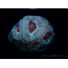 WYSIWYG Micromussa lordhowensis INDO (ex Acanthastrea) 25F8